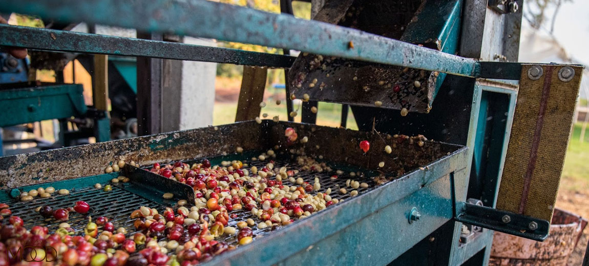 Picking and separating coffee beans from fruit flesh