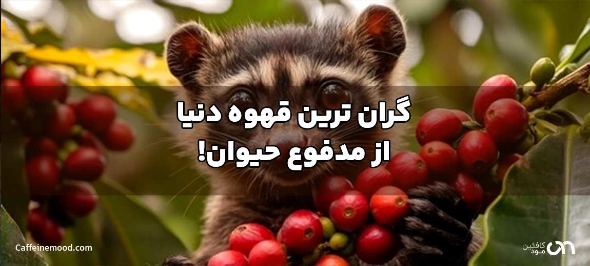 گرانترین قهوه دنیا