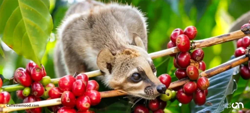 علت گران بودن قهوههای حیوانی چیست؟